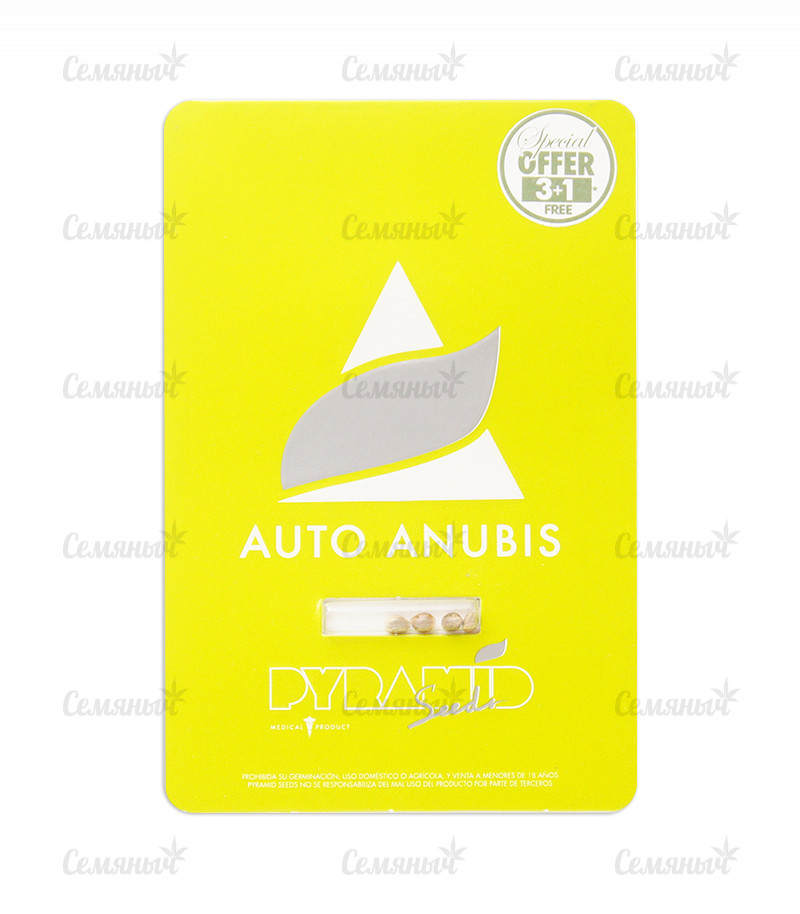 Семена сорта   Auto Anubis fem (Pyramid Seeds) 