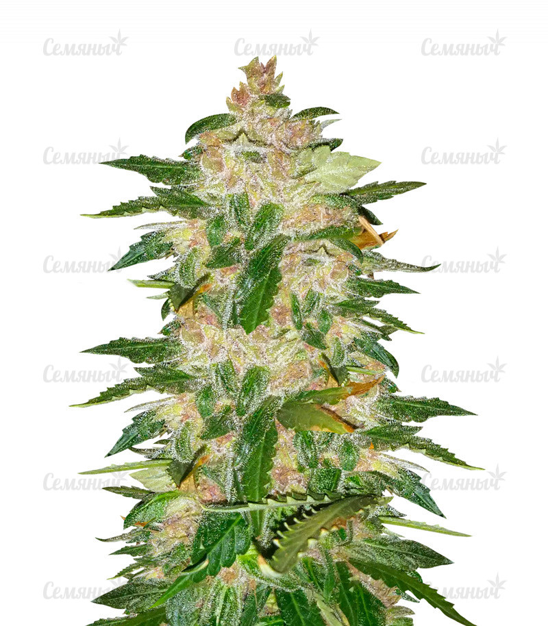 Семена сорта   Auto Kryptonite fem (Pyramid Seeds) 