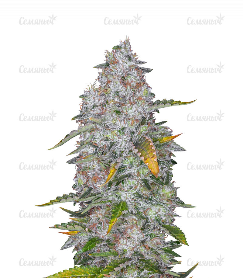 Семена сорта   Tutankhamon fem (Pyramid Seeds) 