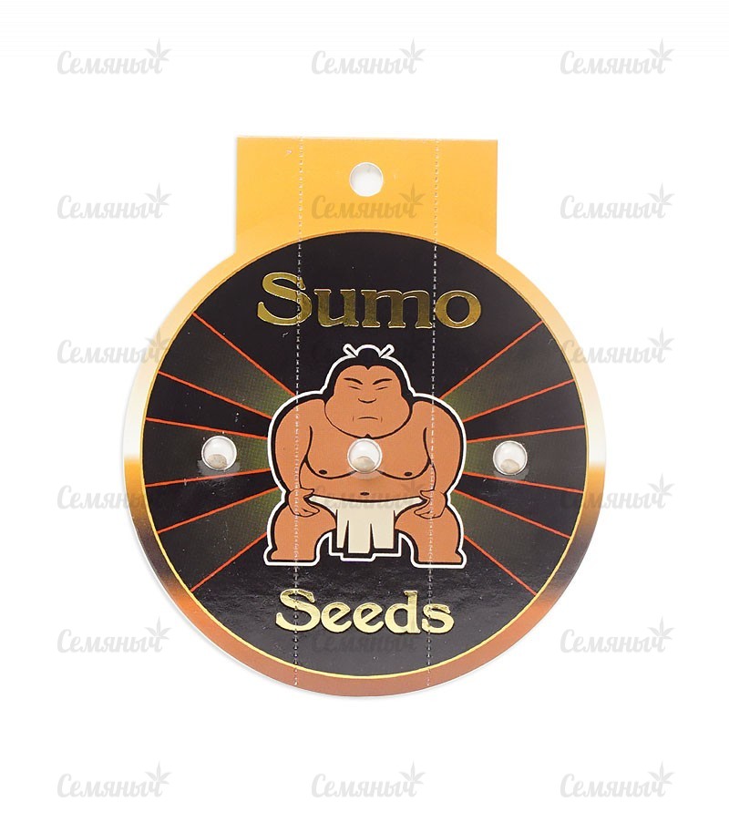 Семена сорта   Ultimate AK fem (Sumo Seeds) 