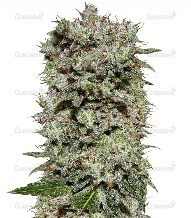 Семена сорта   White Widow fem (Семяныч) 