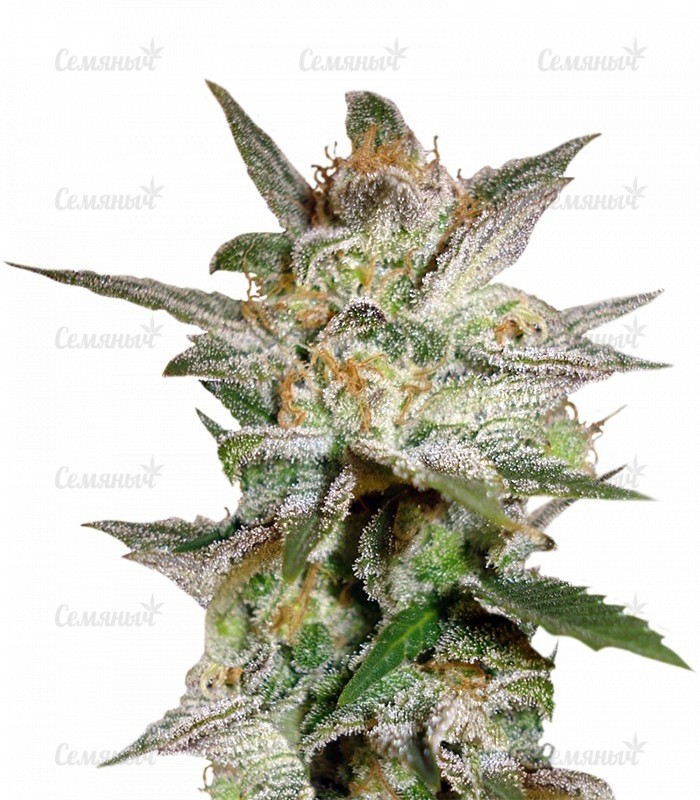 Семена сорта   Star 47 fem (World of Seeds) 