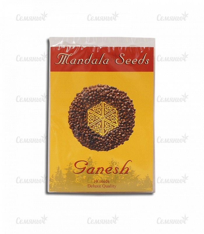 Семена сорта   Ganesh regular (Mandala Seeds) 