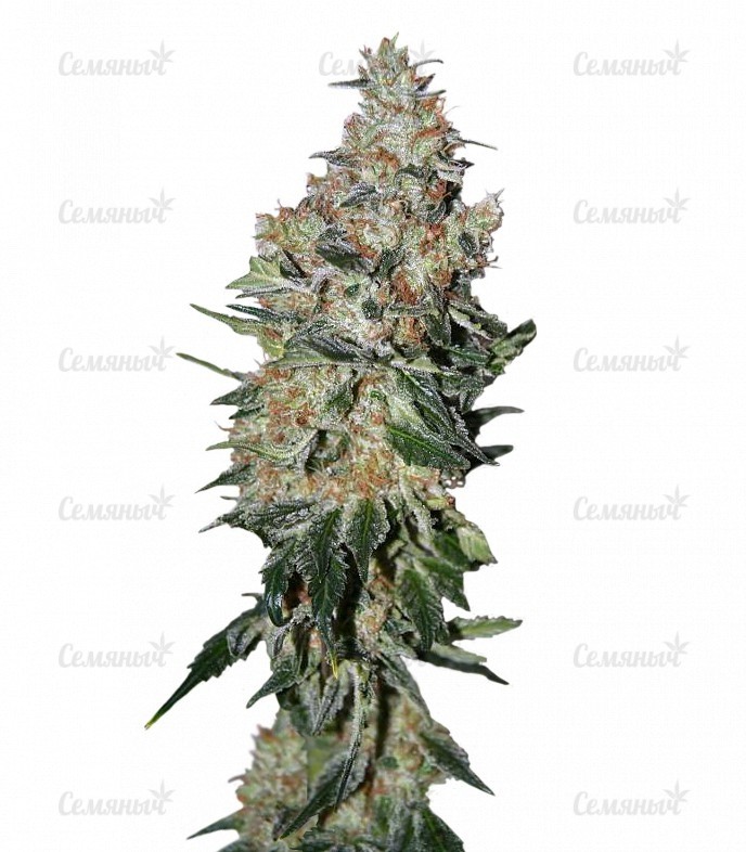 Семена сорта   NYC Diesel (Ice Cool) fem (Sweet Seeds) 