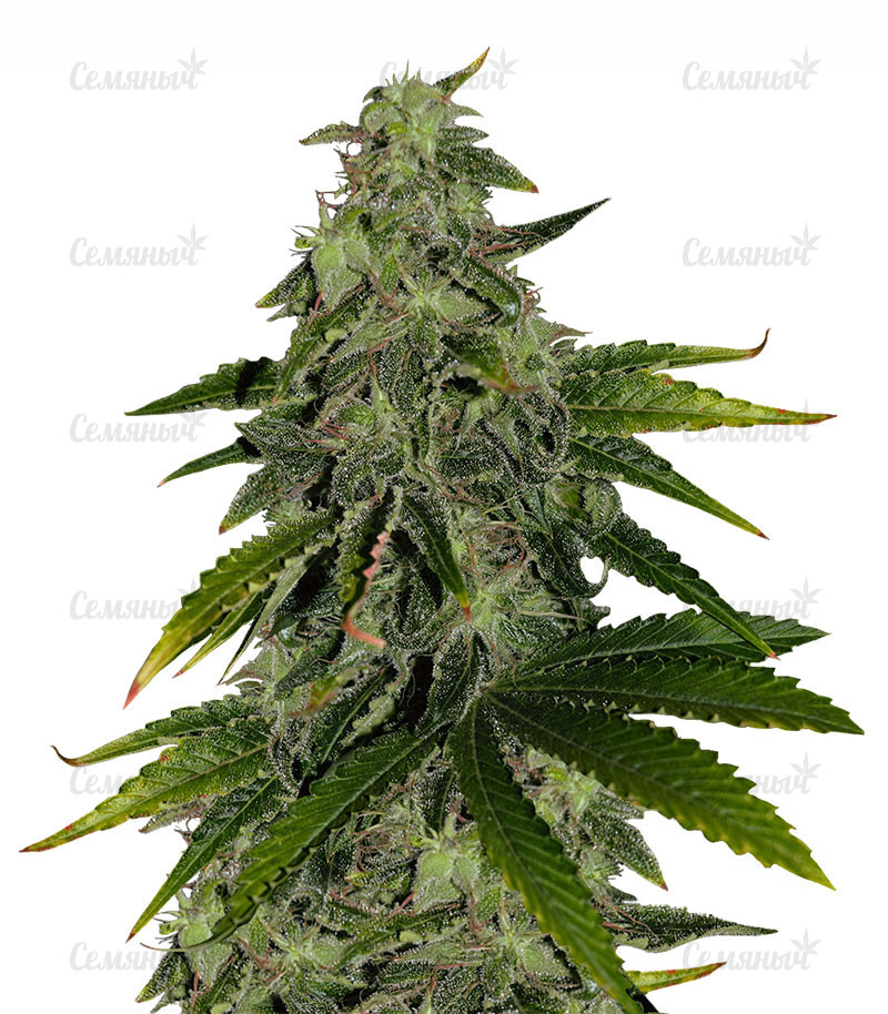 Семена сорта   Pure Power Plant fem (Nirvana Seeds) 