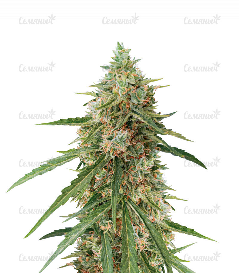 Семена сорта   Auto Lennon fem (Pyramid Seeds) 