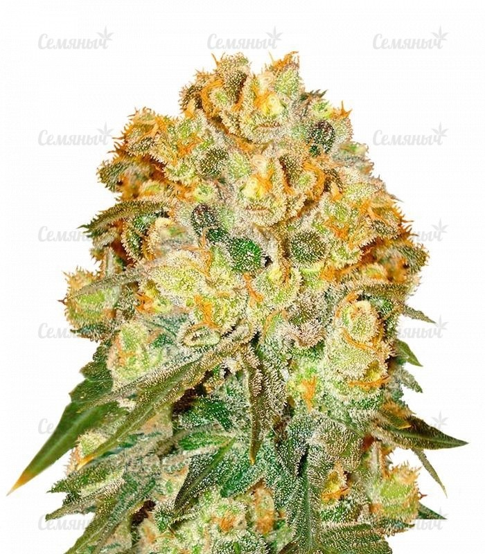 Семена сорта   Marmalate regular (Delicious Seeds) 