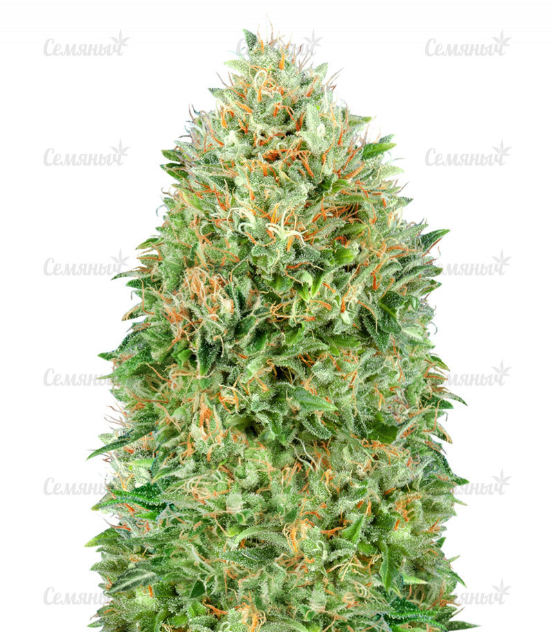 Семена сорта   Pineapple Glue fem (Advanced Seeds) 