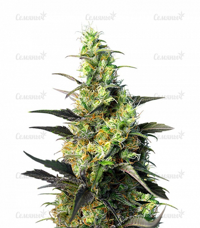 Семена сорта   NYC Diesel CBD (Ice Cool CBD) fem (Sweet Seeds) 