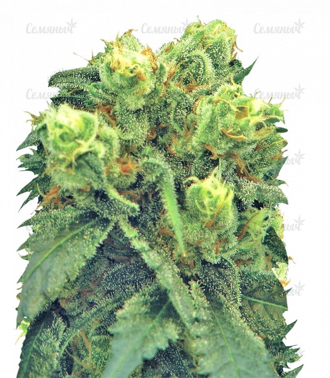 Семена сорта   Pre-99 Big Bud (Big Bud) fem (Nirvana Seeds) 