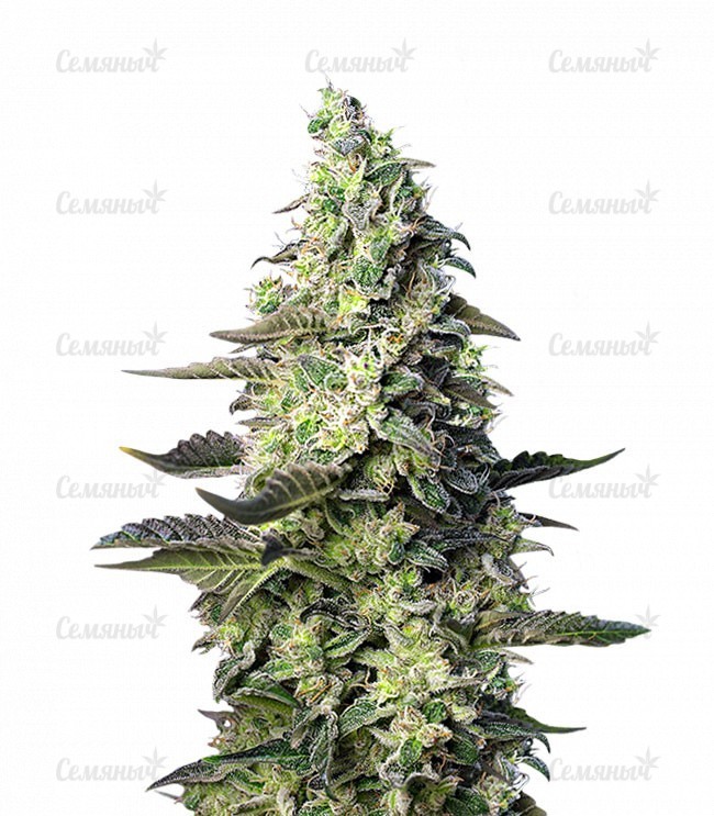 Семена сорта   Green Poison XL Auto fem (Sweet Seeds) 