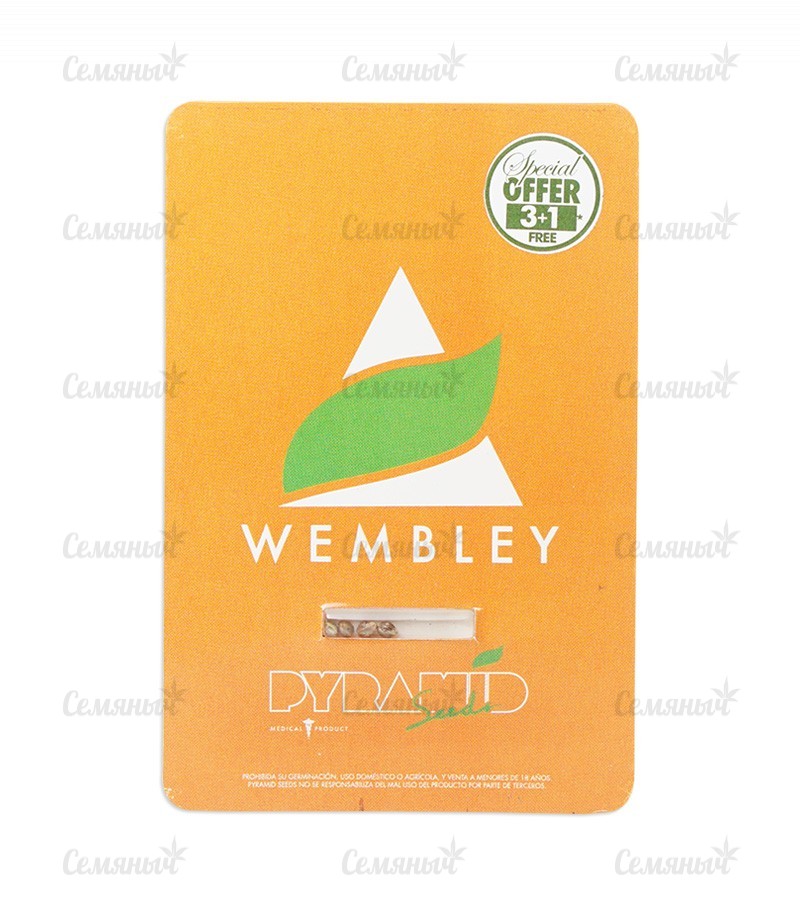 Семена сорта   Wembley fem (Pyramid Seeds) 