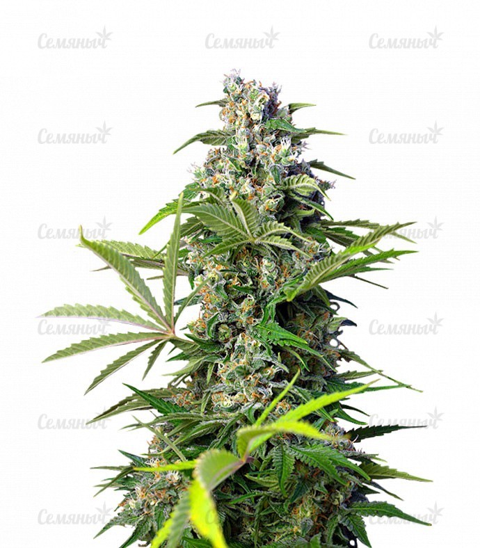 Семена сорта   Gorilla Girl fem (Sweet Seeds) 