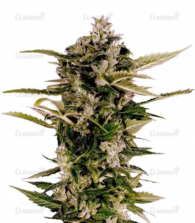 Семена сорта   Auto-Bomb fem (GHS) 