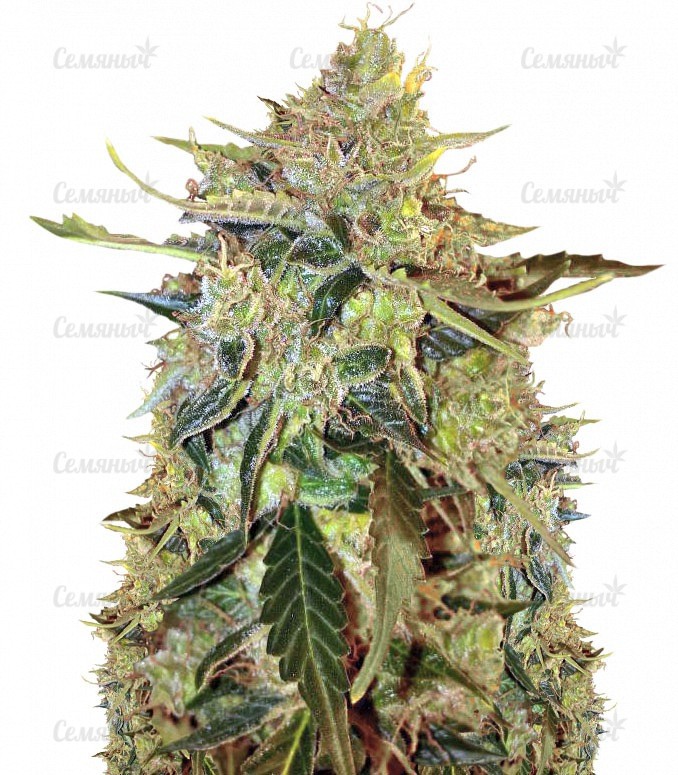 Семена сорта   Auto American Pie fem (Pyramid Seeds) 