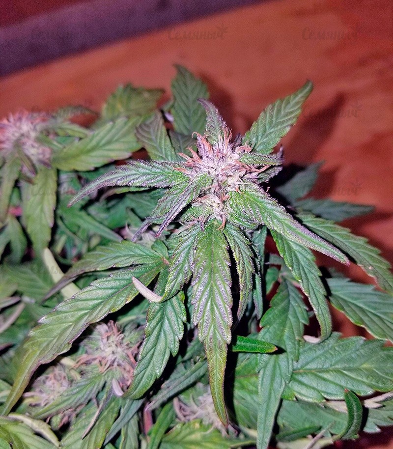 Семена сорта   Auto Pyramid fem (Pyramid Seeds) 