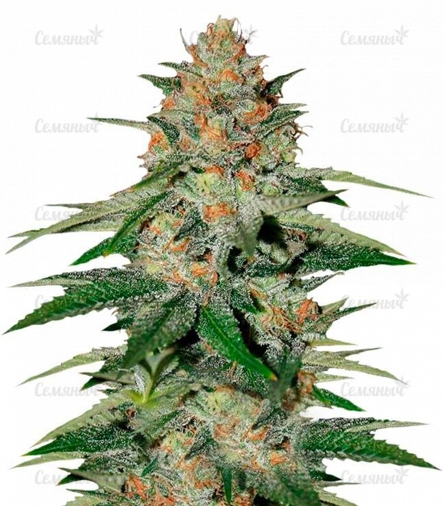 Семена сорта   Delicious Candy fem (Delicious Seeds) 