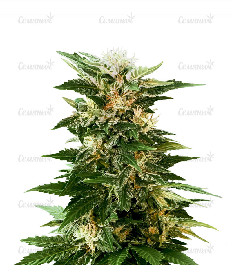 Семена сорта   Kaya 47 fem (Advanced Seeds) 