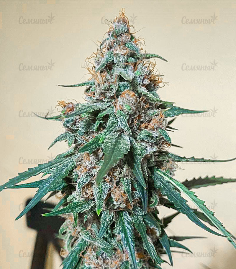 Семена сорта   Tropicana Cookies Auto fem (Cali Buds Seeds) 