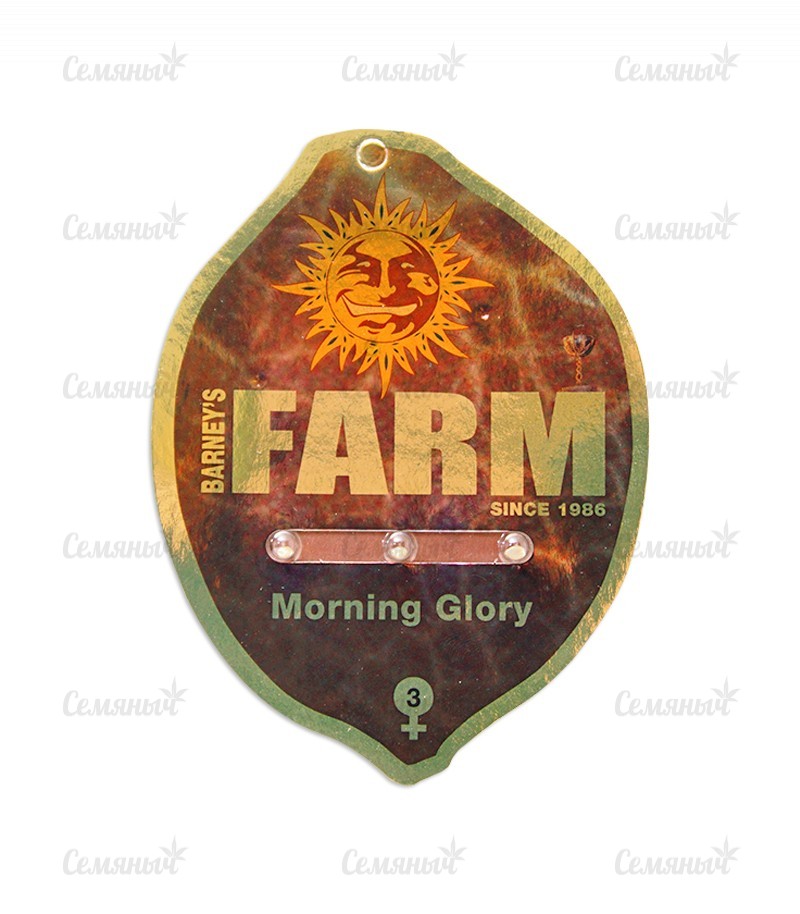 Семена сорта   Morning Glory fem (Barneys Farm) 