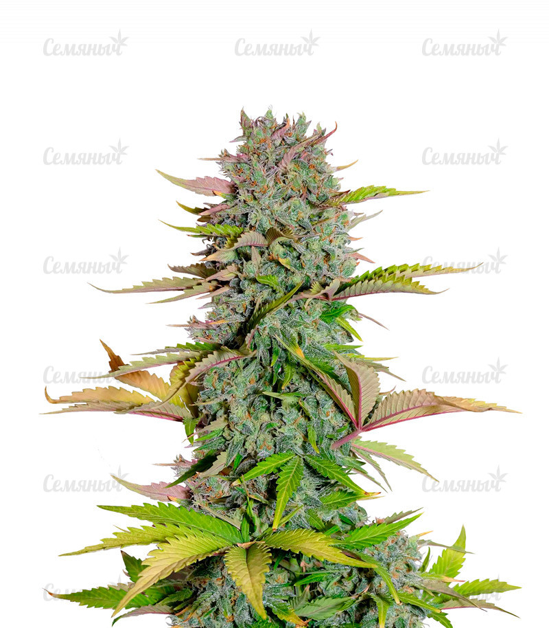 Семена сорта   G14 Auto fem (FastBuds) 