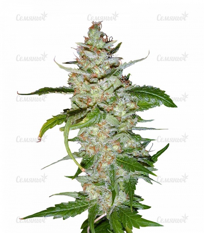 Семена сорта   Swiss Cheese fem (Nirvana Seeds) 