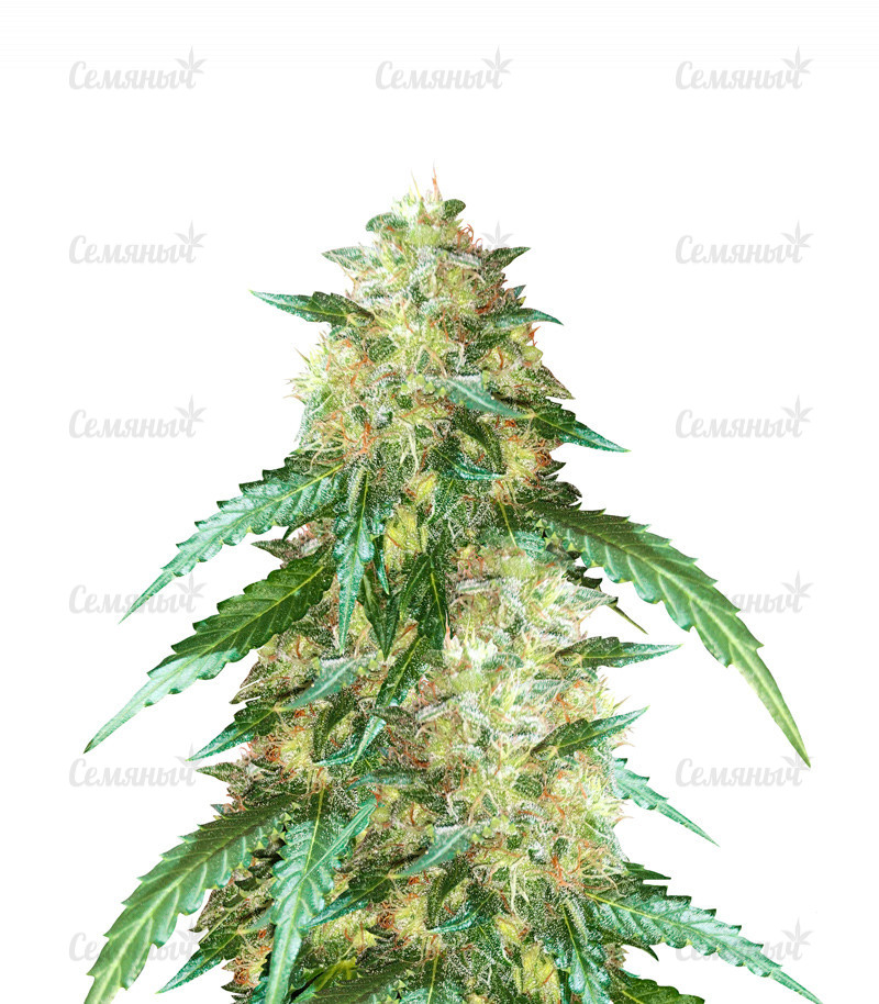 Семена сорта   Auto New York City fem (Pyramid Seeds) 