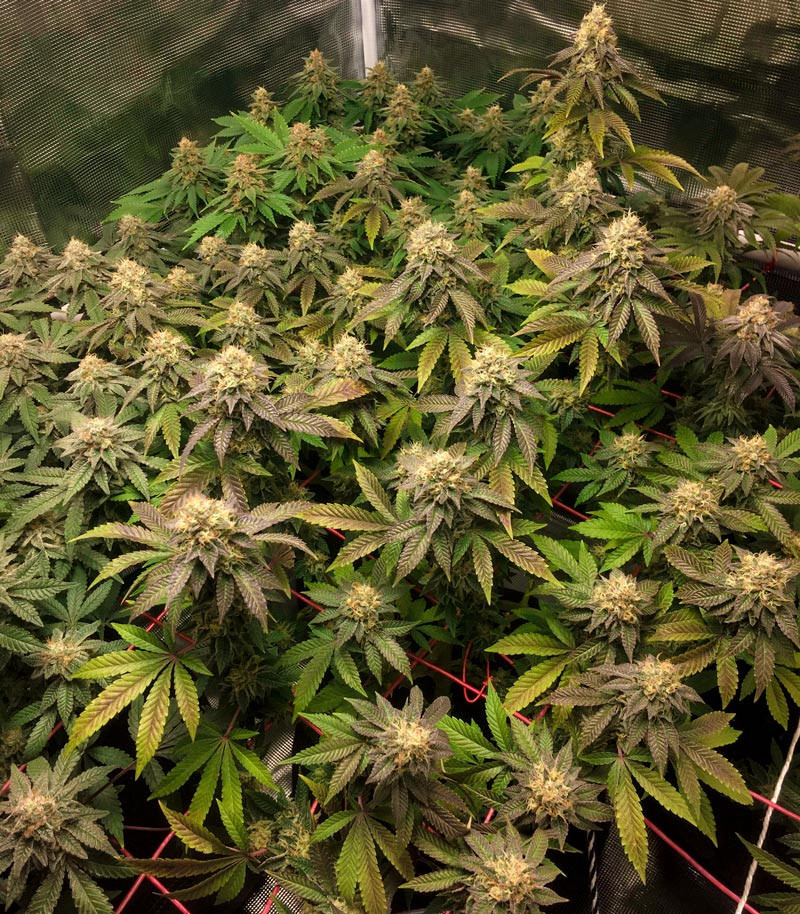 Семена сорта   Runtz Punch fem (Herbies Seeds) 