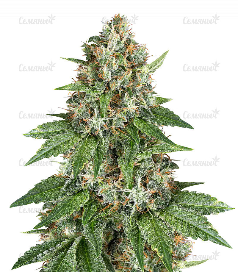 Семена сорта   Auto Do-Si-Dos Cookies fem (00 Seeds) 