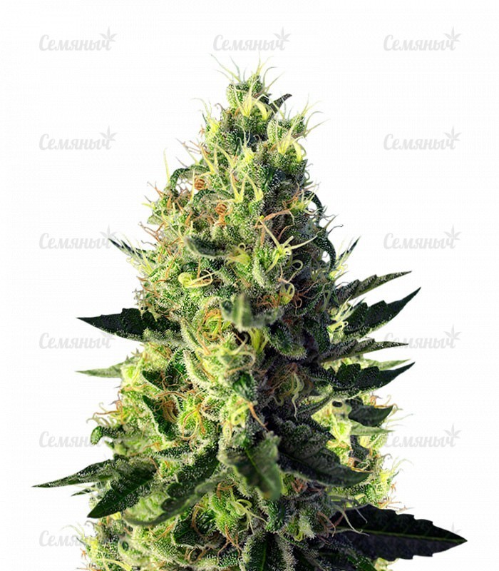 Семена сорта   Sweet Pure CBD fem (Sweet Seeds) 