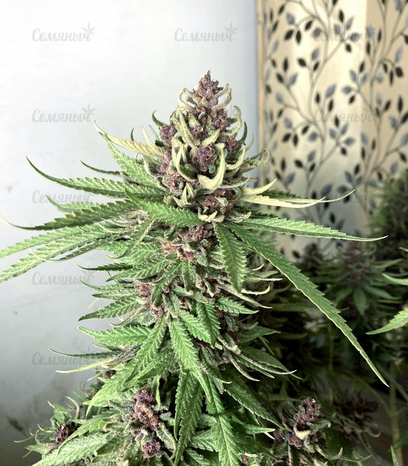 Семена сорта   Girl Scout Cookies Auto fem (Nirvana Seeds) 