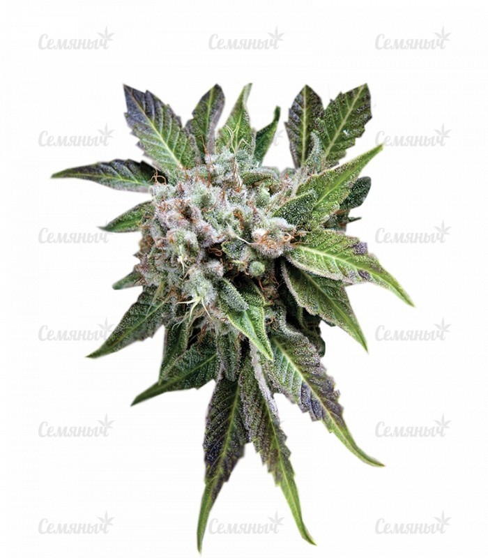 Семена сорта   Blue Pyramid fem (Pyramid Seeds) 