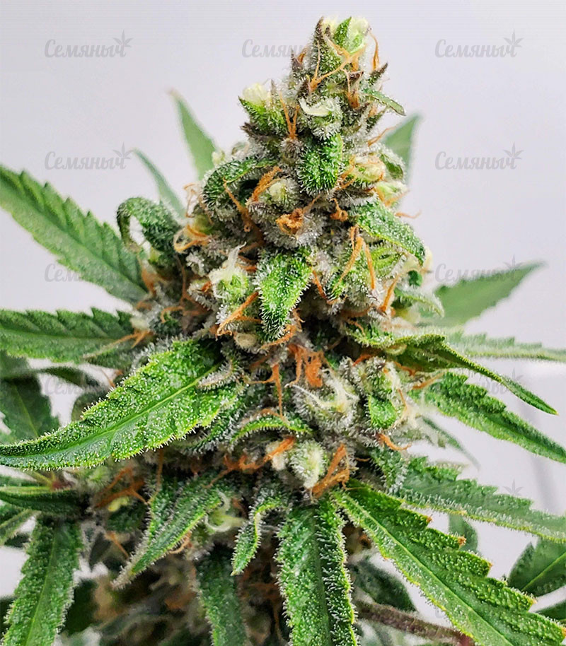 Семена сорта   Auto Critical Lemon CBD fem (Advanced Seeds) 