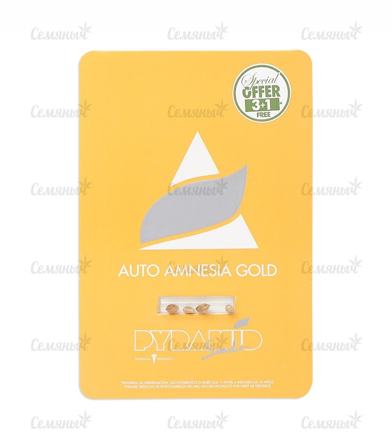 Семена сорта   Auto Amnesia Gold fem (Pyramid Seeds) 