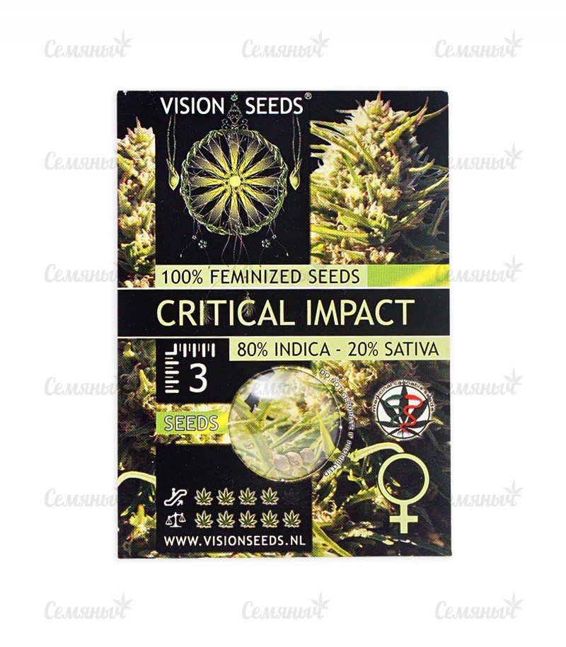 Семена сорта   Critical Impact fem (Vision Seeds) 