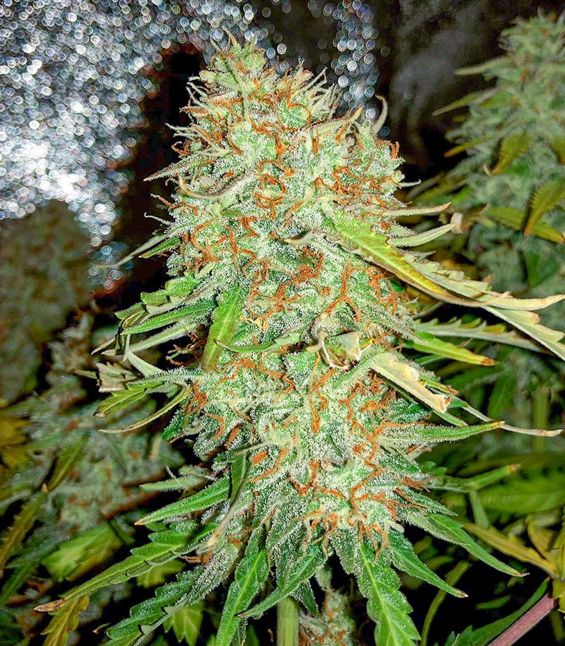 Семена сорта   Auto Gorilla Blue fem (Advanced Seeds) 