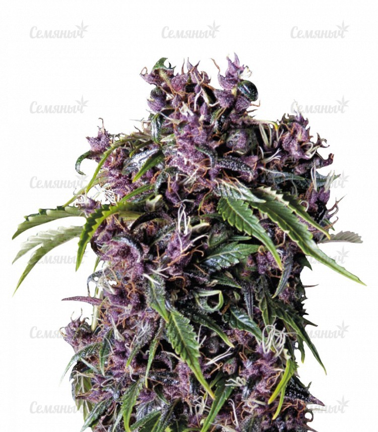 Семена сорта   Purple fem (Pyramid Seeds) 