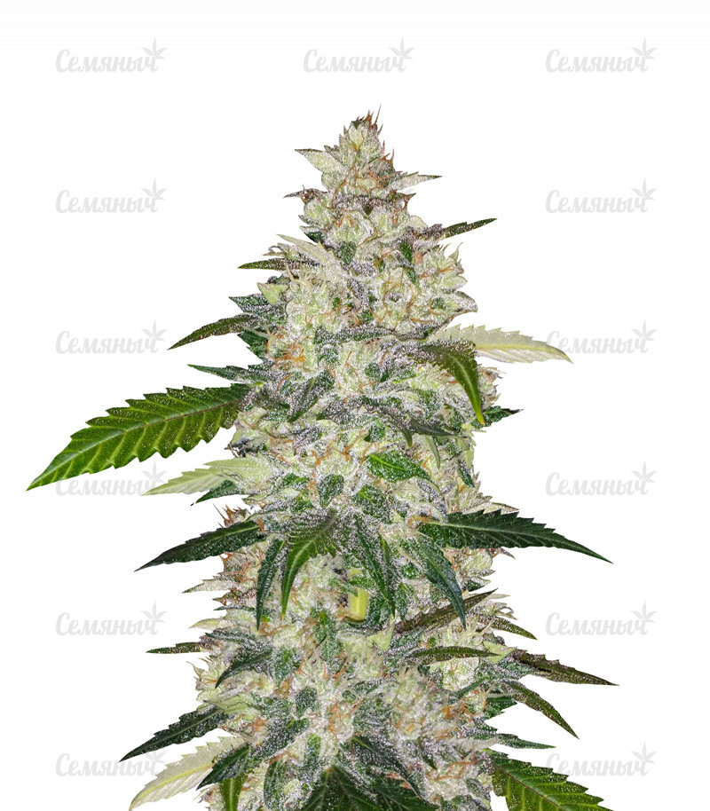 Семена сорта   Auto Anubis fem (Pyramid Seeds) 