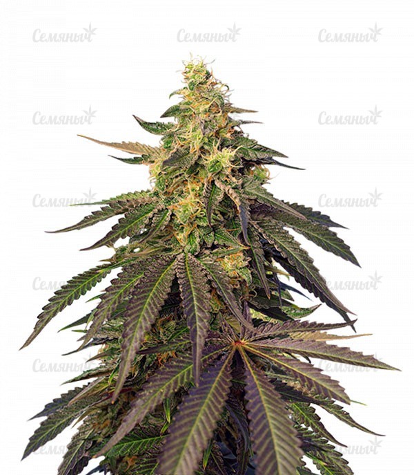 Семена сорта   Cream Caramel CBD fem (Sweet Seeds) 