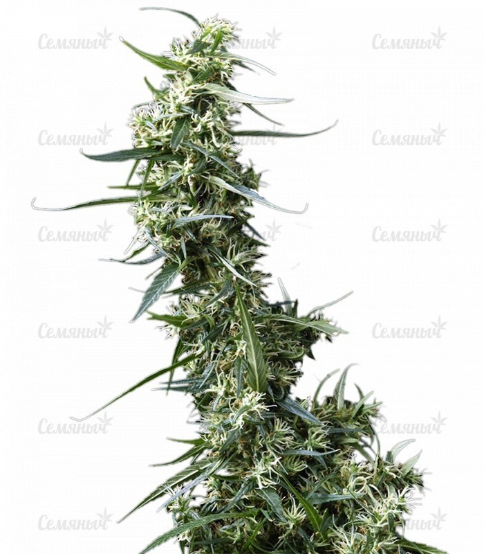 Семена сорта   Greenhouse Thai fem (GHS) 