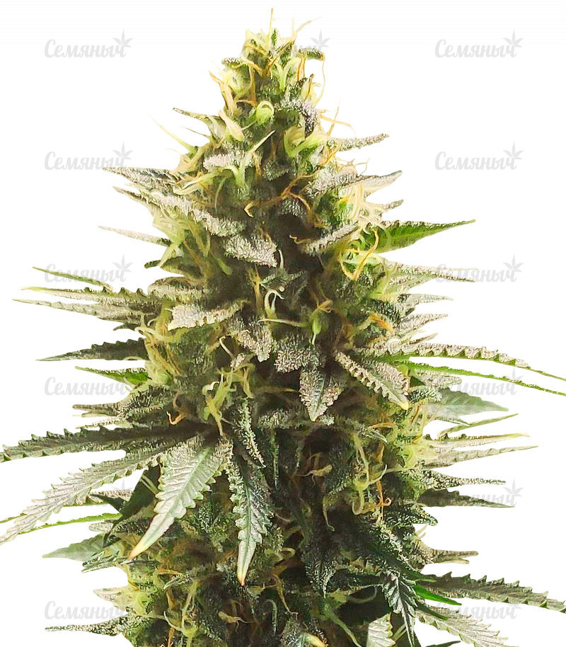 Семена сорта   Gelato #33 Fast fem (Advanced Seeds) 