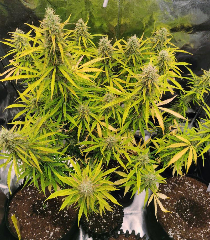 Семена сорта   Girl Scout Cookies Auto fem (Nirvana Seeds) 