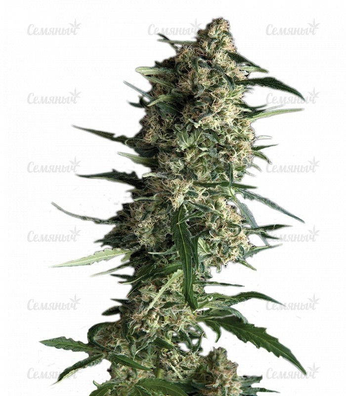 Семена сорта   Auto Galaxy fem (Pyramid Seeds) 