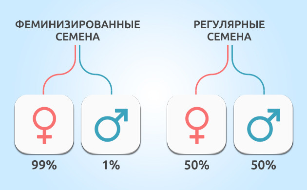 Феминизированные