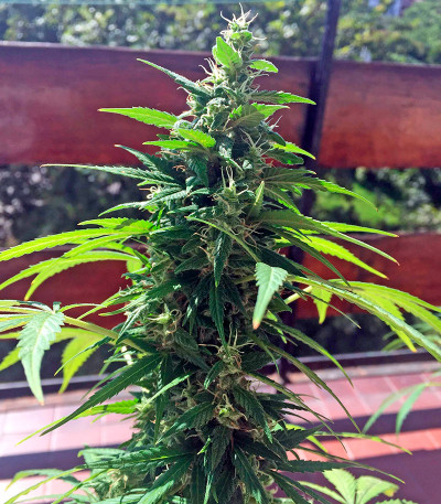 Семена сорта   Critical + Autoflowering fem (Dinafem Seeds) 