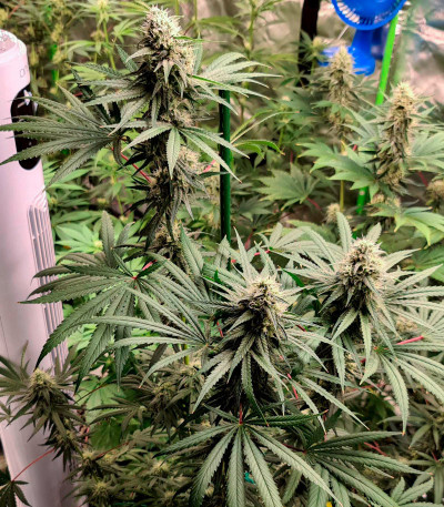 Семена сорта   Fast Flowering OGKZ fem (Humboldt Seeds) 