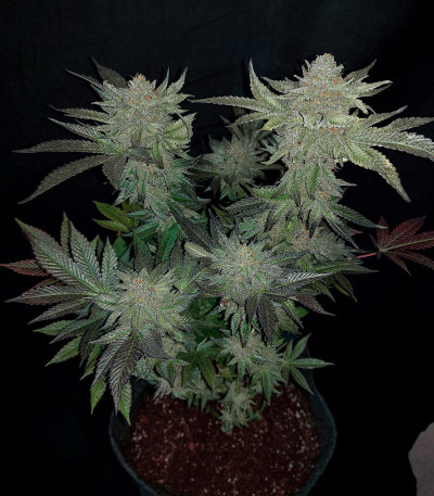 Семена сорта   The New fem (Humboldt Seeds) 