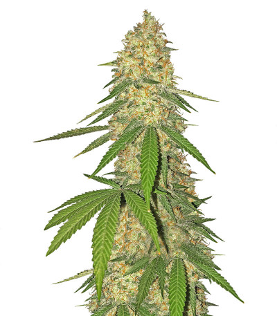 Семена сорта   Super Glue fem (Anesia Seeds) 