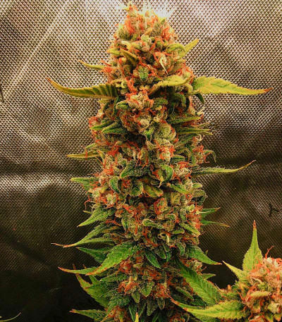 Семена сорта   Sour Jealousy Auto fem (FastBuds) 