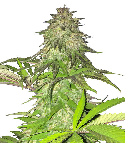 Семена сорта   Lord Kush fem (Delicious Seeds) 